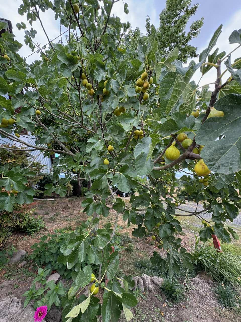 fig tree