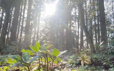 Restoring Land Through Indigenous Knowledge: Wisdom of the Elders & Leach Botanical Garden