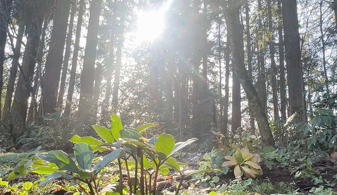 Leach Botanical Garden  Partnership with Wisdom of the Elders